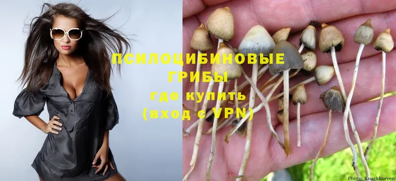 Галлюциногенные грибы Psilocybe  Починок 